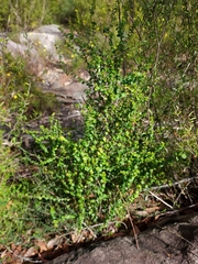 Leptospermum rotundifolium