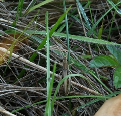 Chorthippus albomarginatus