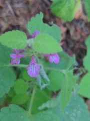Stachys mexicana