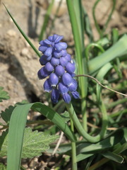 Muscari