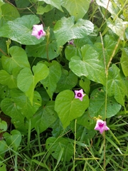 Ipomoea triloba