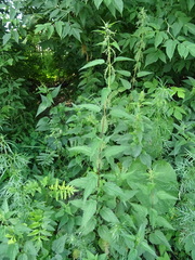 Urtica sondenii
