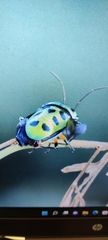 Chrysocoris