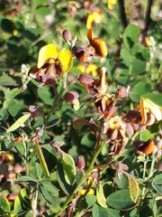 Goodia medicaginea