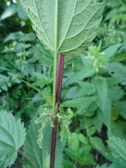 Urtica sondenii