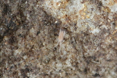 Eupodidae