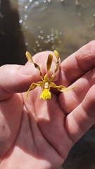 Dendrobium trilamellatum