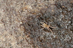 Eupodidae