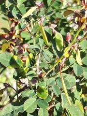 Goodia medicaginea