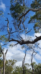 Dendrobium trilamellatum