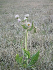 Erigeron philadelphicus