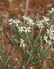 Olearia pimeleoides