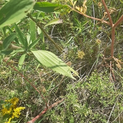 Eupatorium altissimum