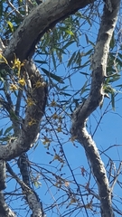 Dendrobium trilamellatum