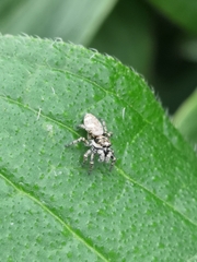 Salticus scenicus