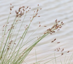 Fimbristylis castanea