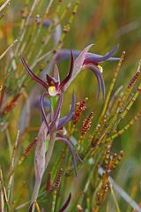 Lyperanthus suaveolens