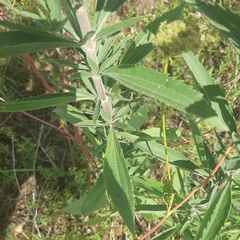 Eupatorium altissimum