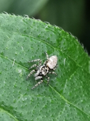 Salticus scenicus
