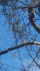 Dendrobium trilamellatum