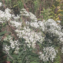 Eupatorium altissimum