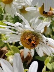 Chauliognathus basalis