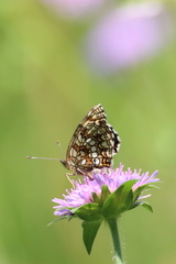 Melitaea diamina