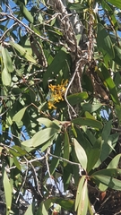 Dendrobium trilamellatum