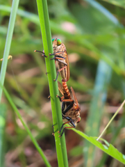 Cophinopoda
