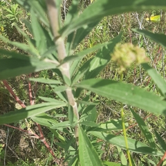 Eupatorium altissimum