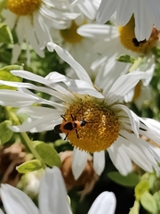 Chauliognathus basalis