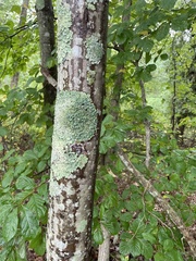 Lecanora thysanophora