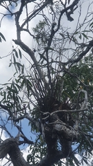 Dendrobium trilamellatum