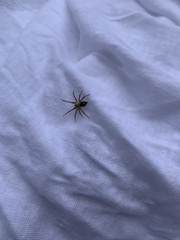 Agelena labyrinthica