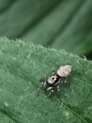 Salticus scenicus