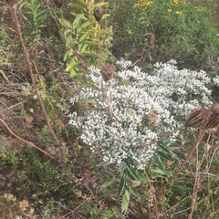 Eupatorium altissimum