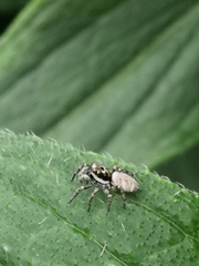 Salticus scenicus