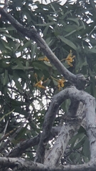 Dendrobium trilamellatum
