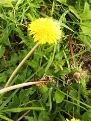 Taraxacum officinale