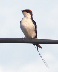Hirundo smithii