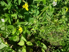 Potentilla paradoxa