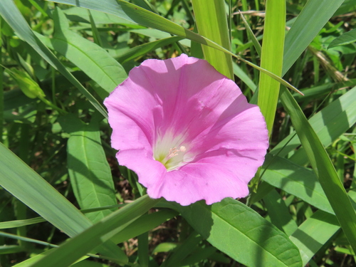 Image of Calystegia pubescens by (c) Timur Kalininsky, some rights reserved (CC BY)