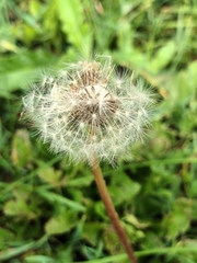 Taraxacum officinale