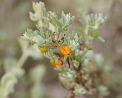 Enchylaena tomentosa