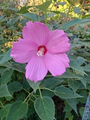 Hibiscus moscheutos
