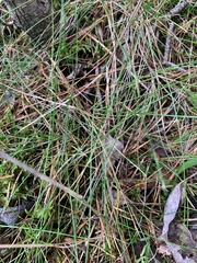 Juncus filiformis
