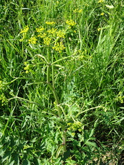 Pastinaca sativa sylvestris