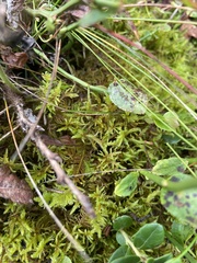 Pleurozium schreberi