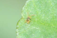 Eupodidae