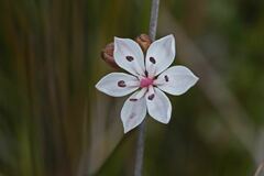 Burchardia umbellata